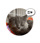 子猫ルルちゃん探検隊（個別スタンプ：20）