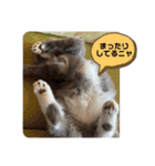 子猫ルルちゃん探検隊（個別スタンプ：22）