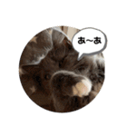 子猫ルルちゃん探検隊（個別スタンプ：23）