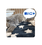 子猫ルルちゃん探検隊（個別スタンプ：24）