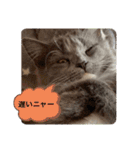 子猫ルルちゃん探検隊（個別スタンプ：25）