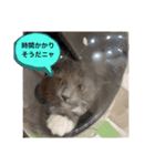 子猫ルルちゃん探検隊（個別スタンプ：26）