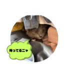 子猫ルルちゃん探検隊（個別スタンプ：27）