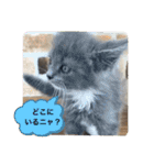子猫ルルちゃん探検隊（個別スタンプ：29）