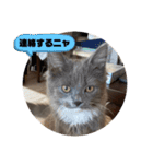 子猫ルルちゃん探検隊（個別スタンプ：30）