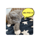 子猫ルルちゃん探検隊（個別スタンプ：31）