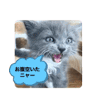 子猫ルルちゃん探検隊（個別スタンプ：33）