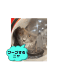 子猫ルルちゃん探検隊（個別スタンプ：35）