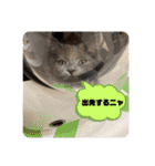 子猫ルルちゃん探検隊（個別スタンプ：36）