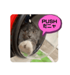 子猫ルルちゃん探検隊（個別スタンプ：37）