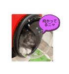 子猫ルルちゃん探検隊（個別スタンプ：38）