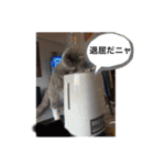 子猫ルルちゃん探検隊（個別スタンプ：39）