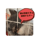子猫ルルちゃん探検隊（個別スタンプ：40）