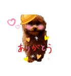 プードル犬マロン2（個別スタンプ：1）