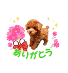 プードル犬マロン2（個別スタンプ：2）