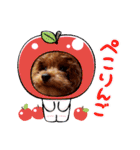 プードル犬マロン2（個別スタンプ：11）