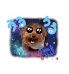 プードル犬マロン2（個別スタンプ：13）