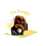 プードル犬マロン2（個別スタンプ：14）