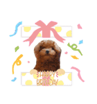 プードル犬マロン2（個別スタンプ：16）