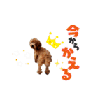 プードル犬マロン2（個別スタンプ：17）