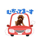 プードル犬マロン2（個別スタンプ：19）