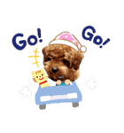 プードル犬マロン2（個別スタンプ：20）