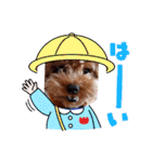 プードル犬マロン2（個別スタンプ：21）
