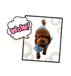 プードル犬マロン2（個別スタンプ：22）