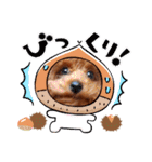 プードル犬マロン2（個別スタンプ：23）