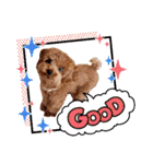 プードル犬マロン2（個別スタンプ：24）