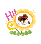 プードル犬マロン2（個別スタンプ：25）