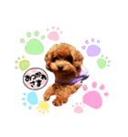 プードル犬マロン2（個別スタンプ：26）