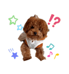 プードル犬マロン2（個別スタンプ：28）
