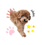 プードル犬マロン2（個別スタンプ：29）