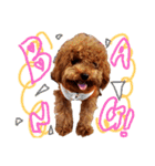プードル犬マロン2（個別スタンプ：34）