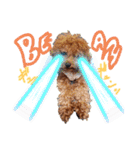 プードル犬マロン2（個別スタンプ：35）