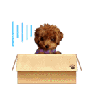 プードル犬マロン2（個別スタンプ：39）