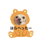 シェリの顔（個別スタンプ：1）