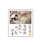 シェリの顔（個別スタンプ：7）