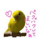すけとかく7（個別スタンプ：4）