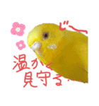 すけとかく7（個別スタンプ：12）