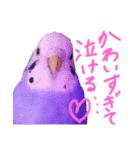 すけとかく7（個別スタンプ：13）