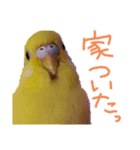 すけとかく7（個別スタンプ：26）