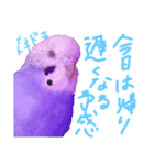 すけとかく7（個別スタンプ：30）