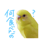 すけとかく7（個別スタンプ：33）