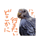 すけとかく7（個別スタンプ：34）