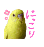 すけとかく7（個別スタンプ：36）