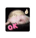 わがやのハリネズミ②（個別スタンプ：2）