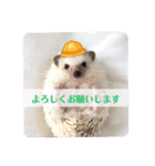 わがやのハリネズミ②（個別スタンプ：3）