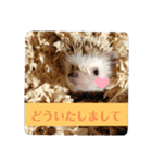 わがやのハリネズミ②（個別スタンプ：4）